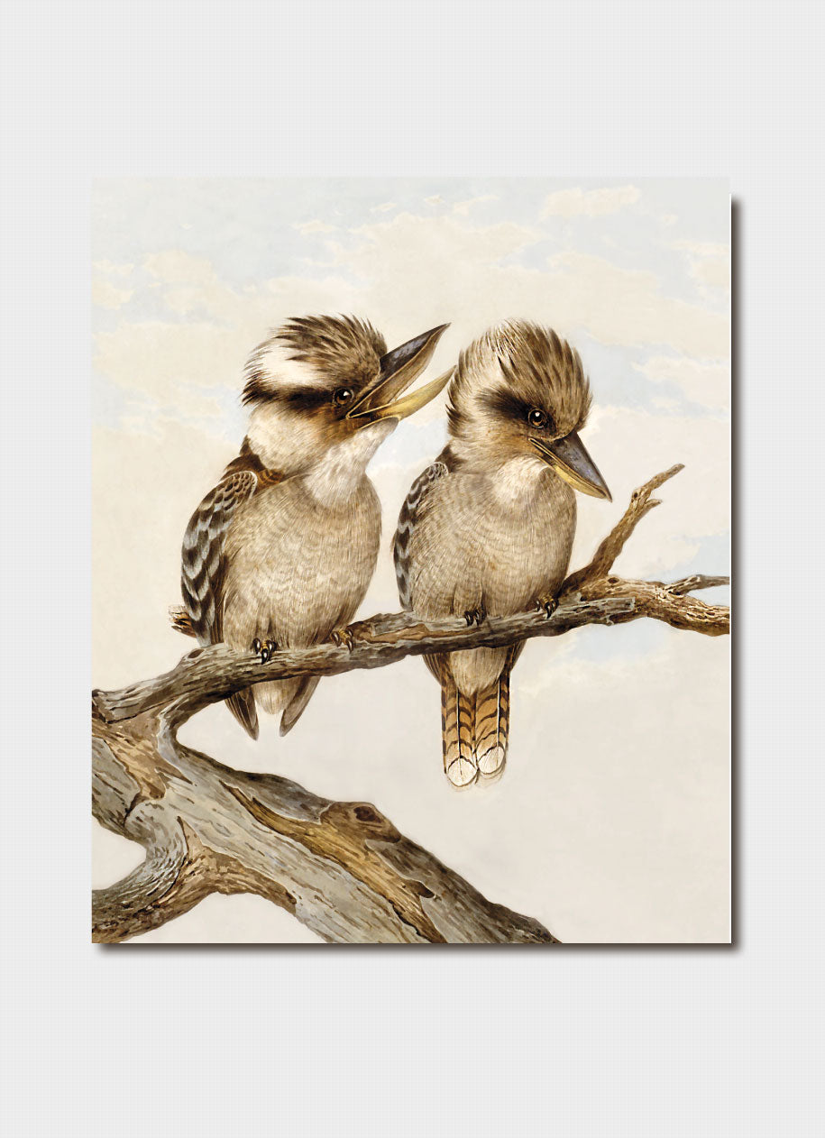 Laughing Kookaburras