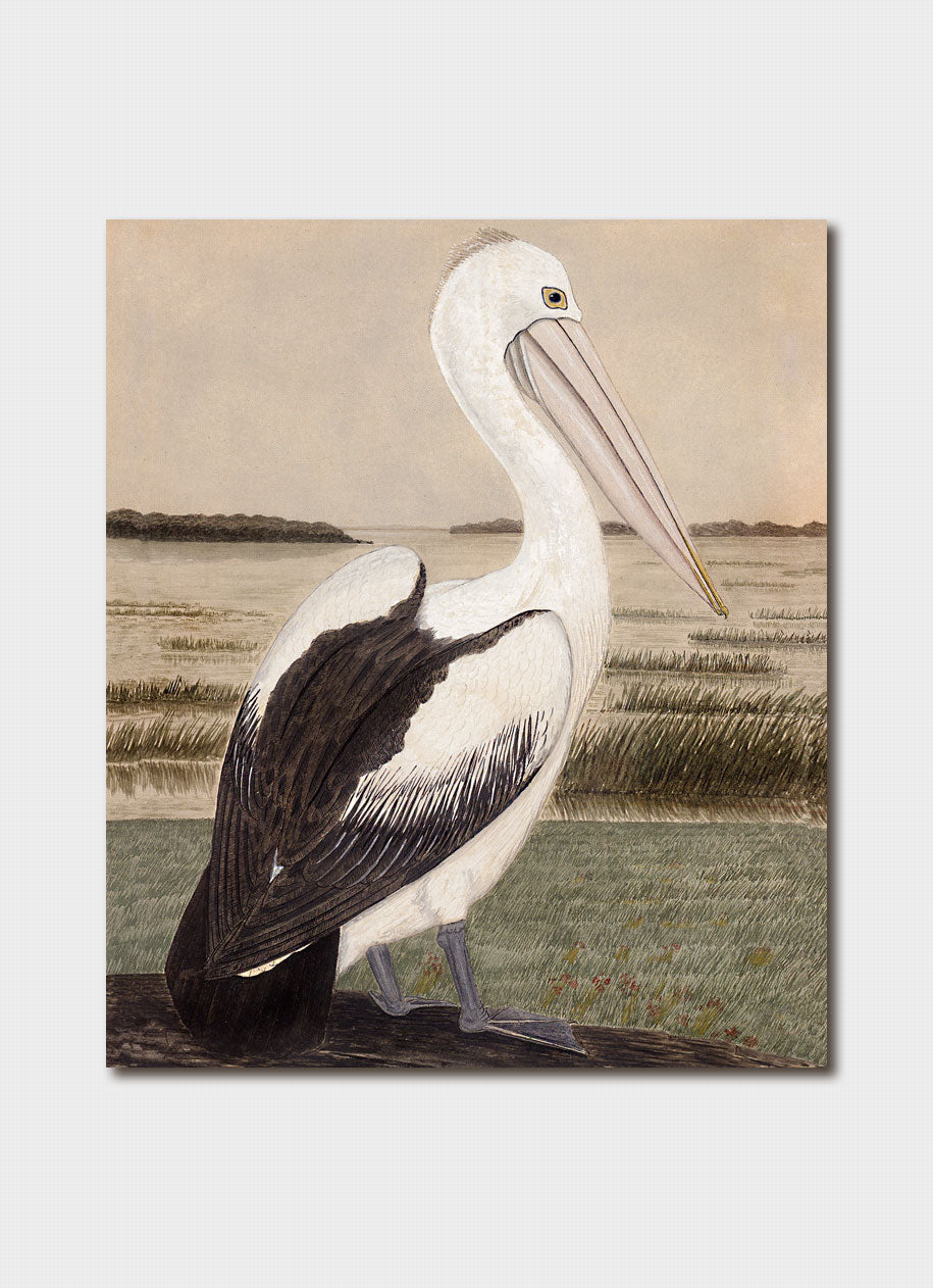 Australian Pelican