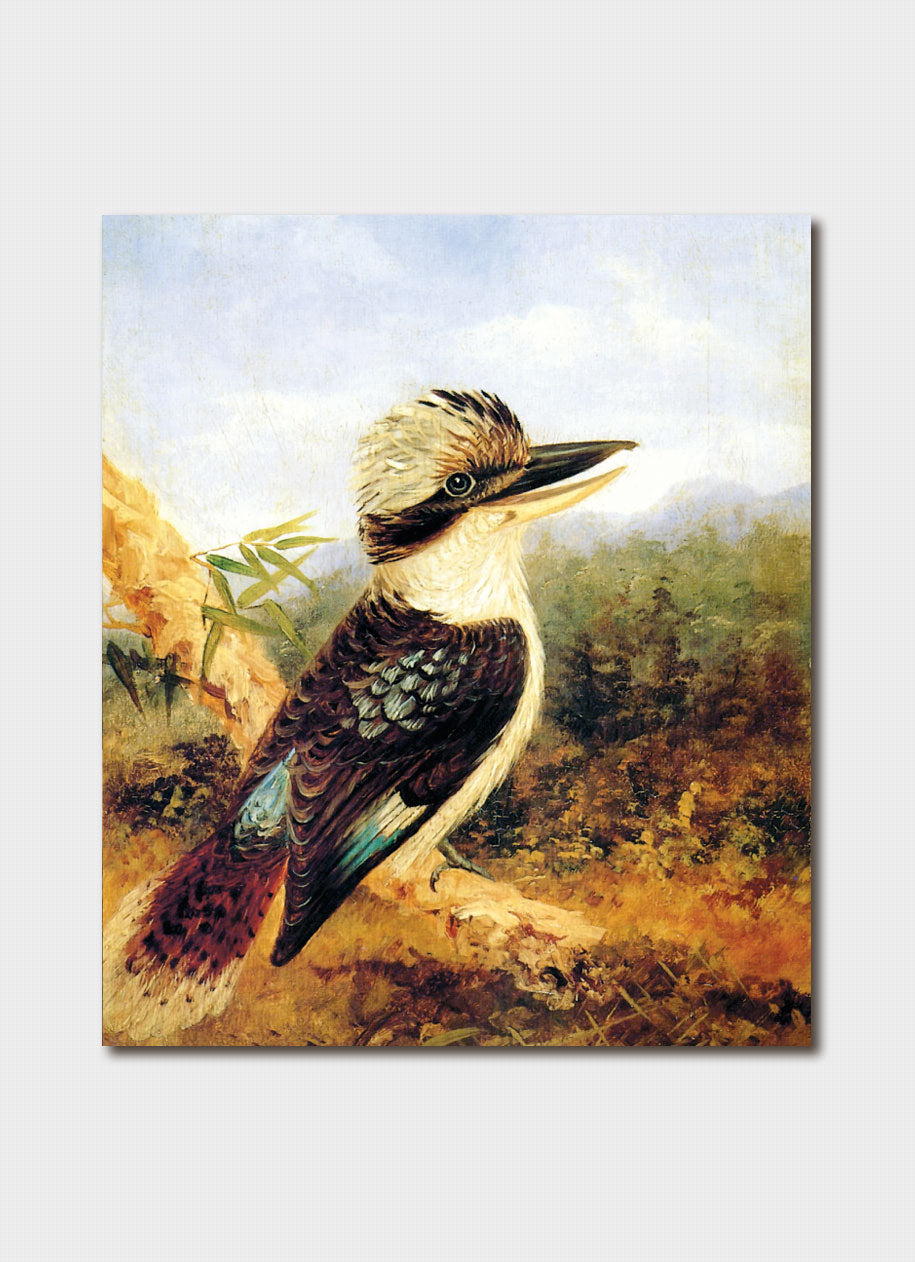 Kookaburra on Branch