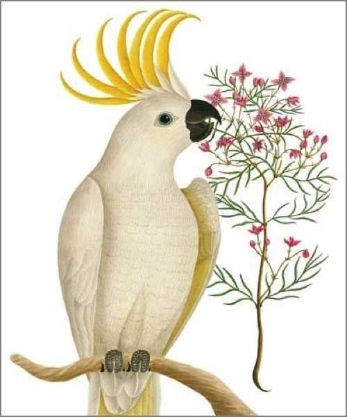 National History Museum Card Sulphur Crested Cockatoo
