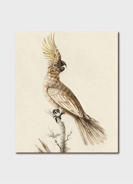 Sulphur Crested Cockatoo