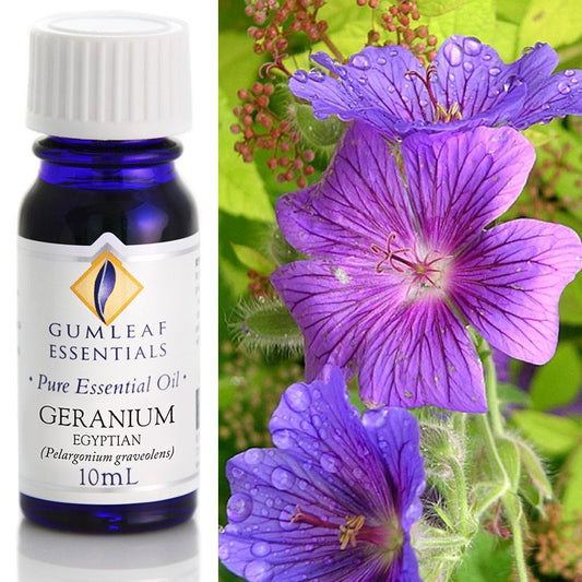 Essential Oil Geranium