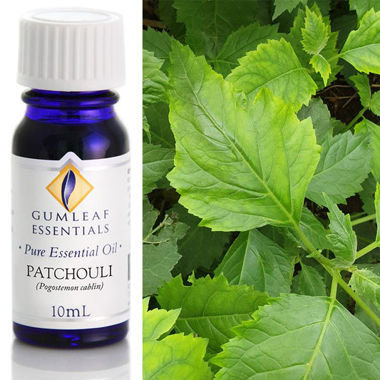 Essential Oil Patchouli