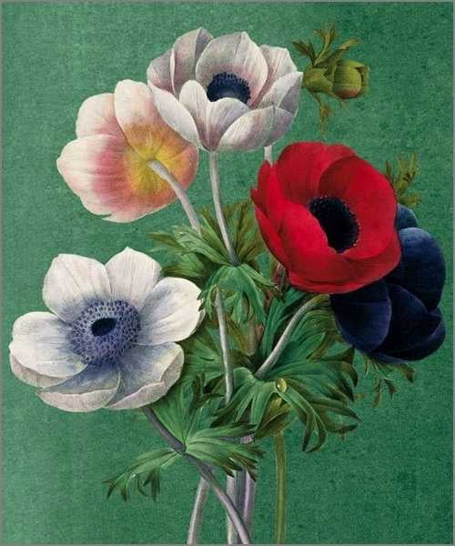 Natural History Museum Card Anemone Coronaria