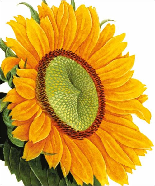 Card Natural History Museum Sunflower